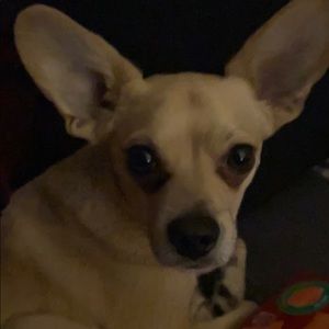 Meet your Posher, Benjamin